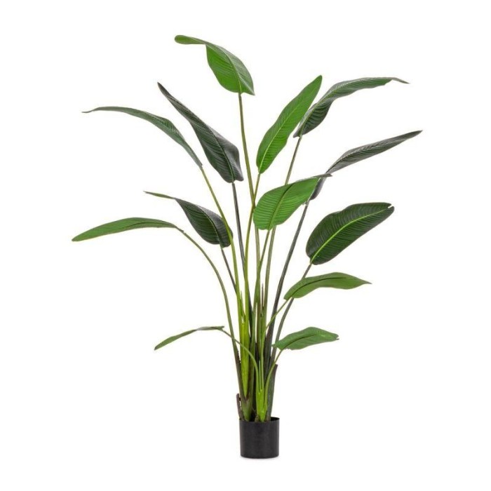 PIANTA STRELITZIA C-VASO 13 FOGLIE H.235